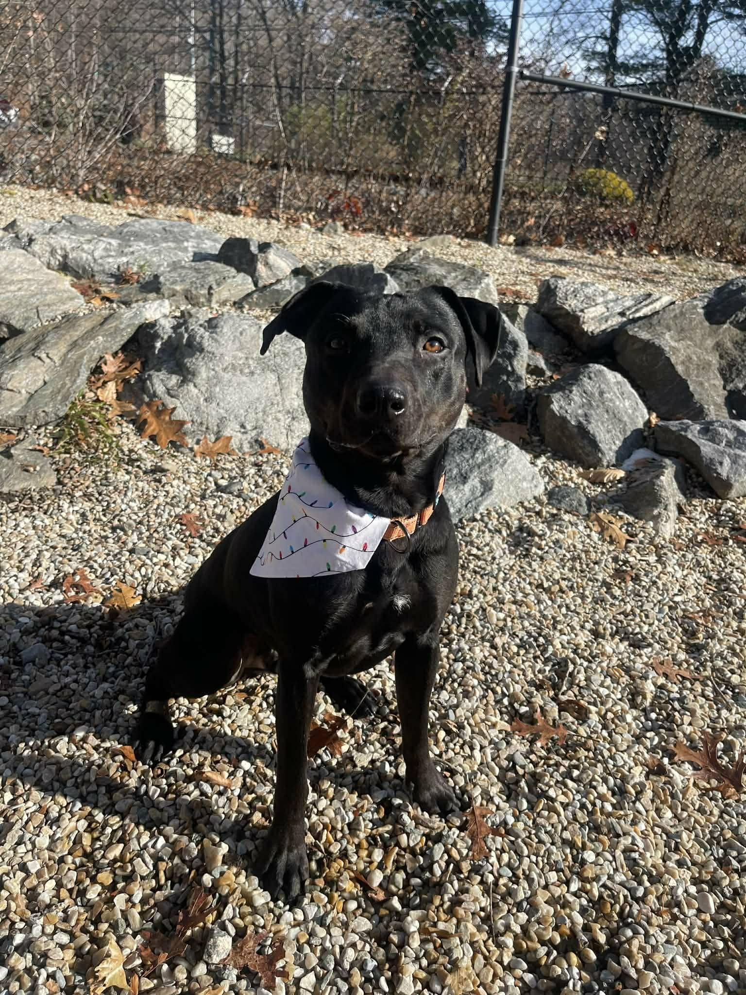 Enlarge Georgie, a Adoptable mixed breed in Middlebury, CT image 2/4