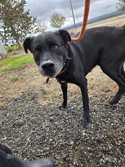 TOBY, Adoptable, Adult Male Labrador Retriever & Mixed Breed.