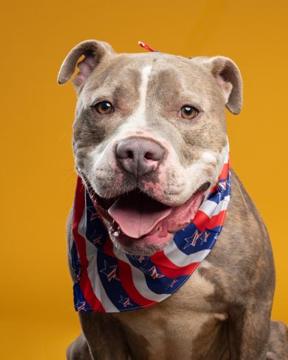 Enlarge REX, a Adoptable mixed breed in Santa Paula, CA image 1/5