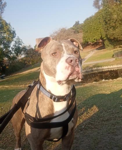 Enlarge REX, a Adoptable mixed breed in Santa Paula, CA image 3/5