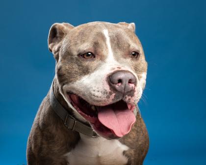 Enlarge REX, a Adoptable mixed breed in Santa Paula, CA image 5/5