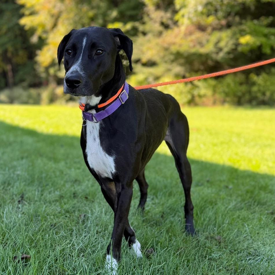 Mya, Adoptable, Adult Female Greyhound & Mixed Breed.