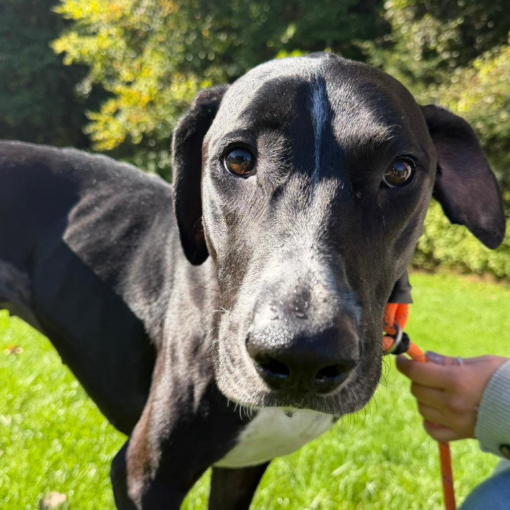 Enlarge Mya, a Adoptable mixed breed in Pittsford, VT image 2/2