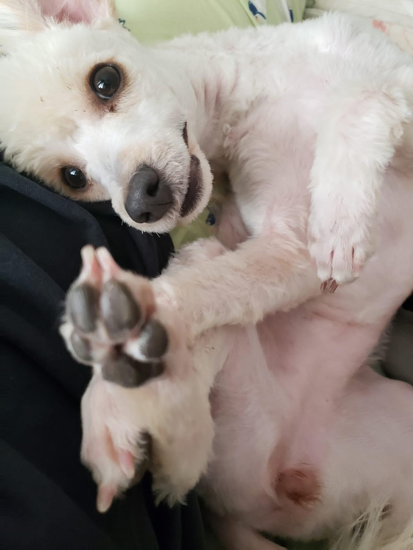 Enlarge Baybi, an adopted Miniature Poodle in Eugene, OR image 3/5