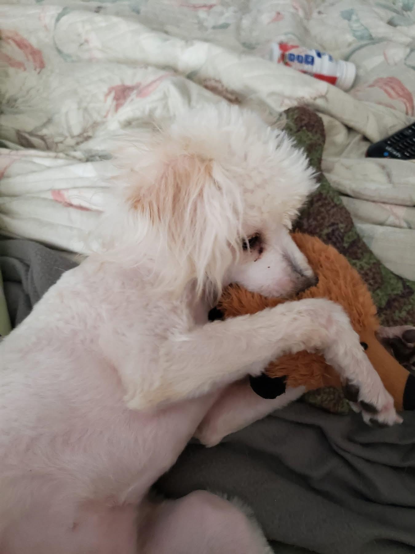 Enlarge Baybi, an adopted Miniature Poodle in Eugene, OR image 2/5