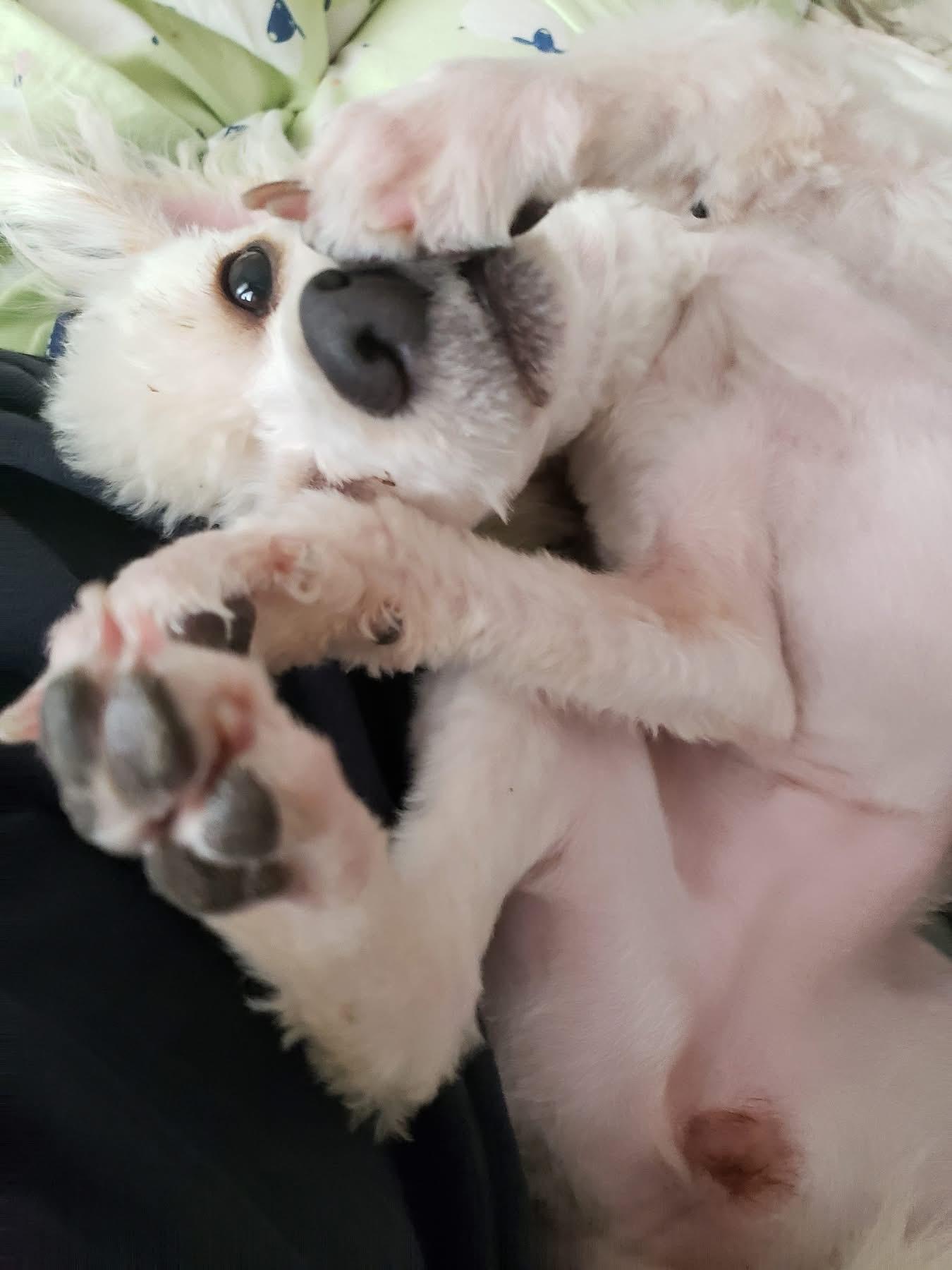 Enlarge Baybi, an adopted Miniature Poodle in Eugene, OR image 5/5