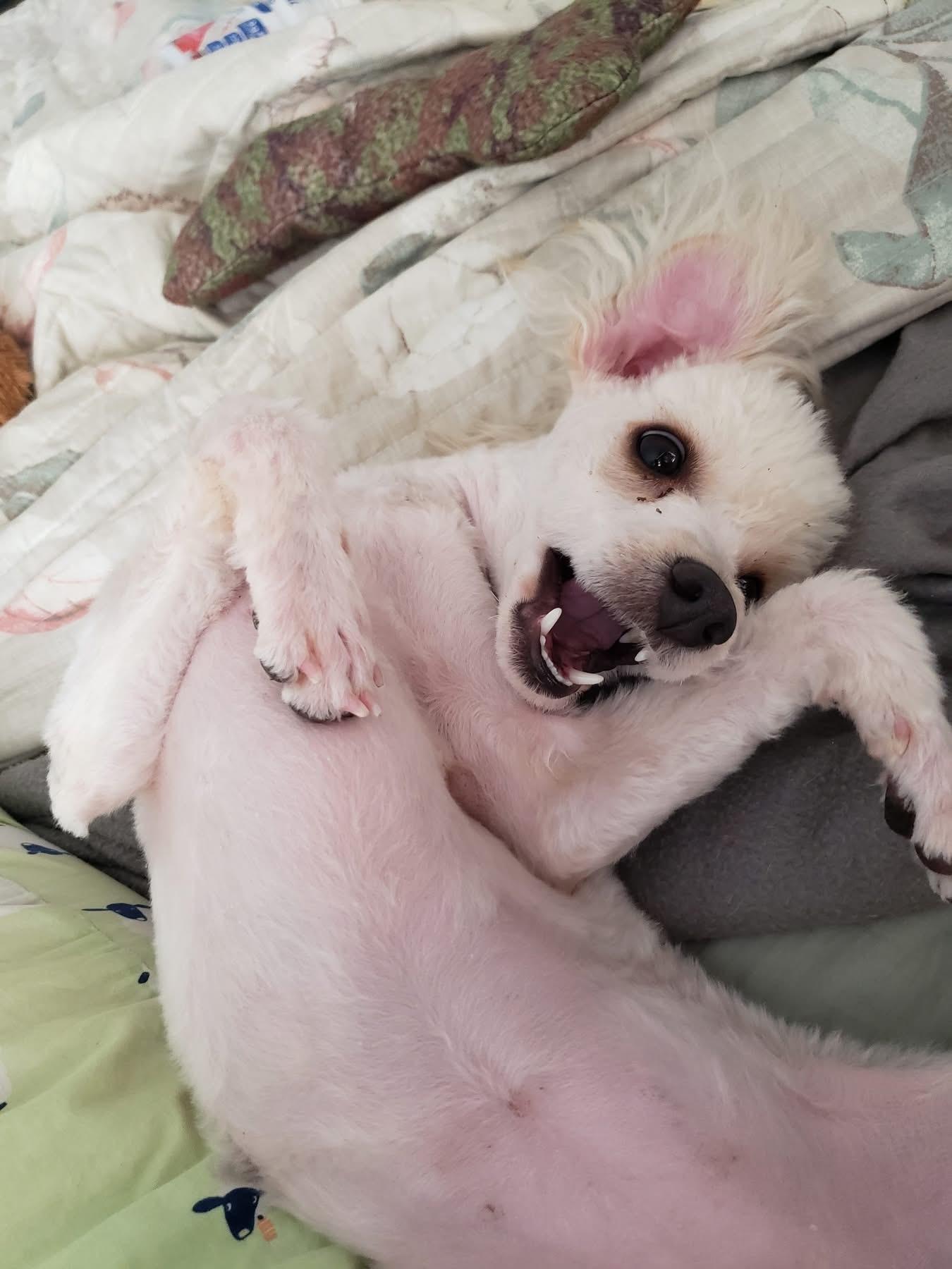 Enlarge Baybi, an adopted Miniature Poodle in Eugene, OR image 4/5