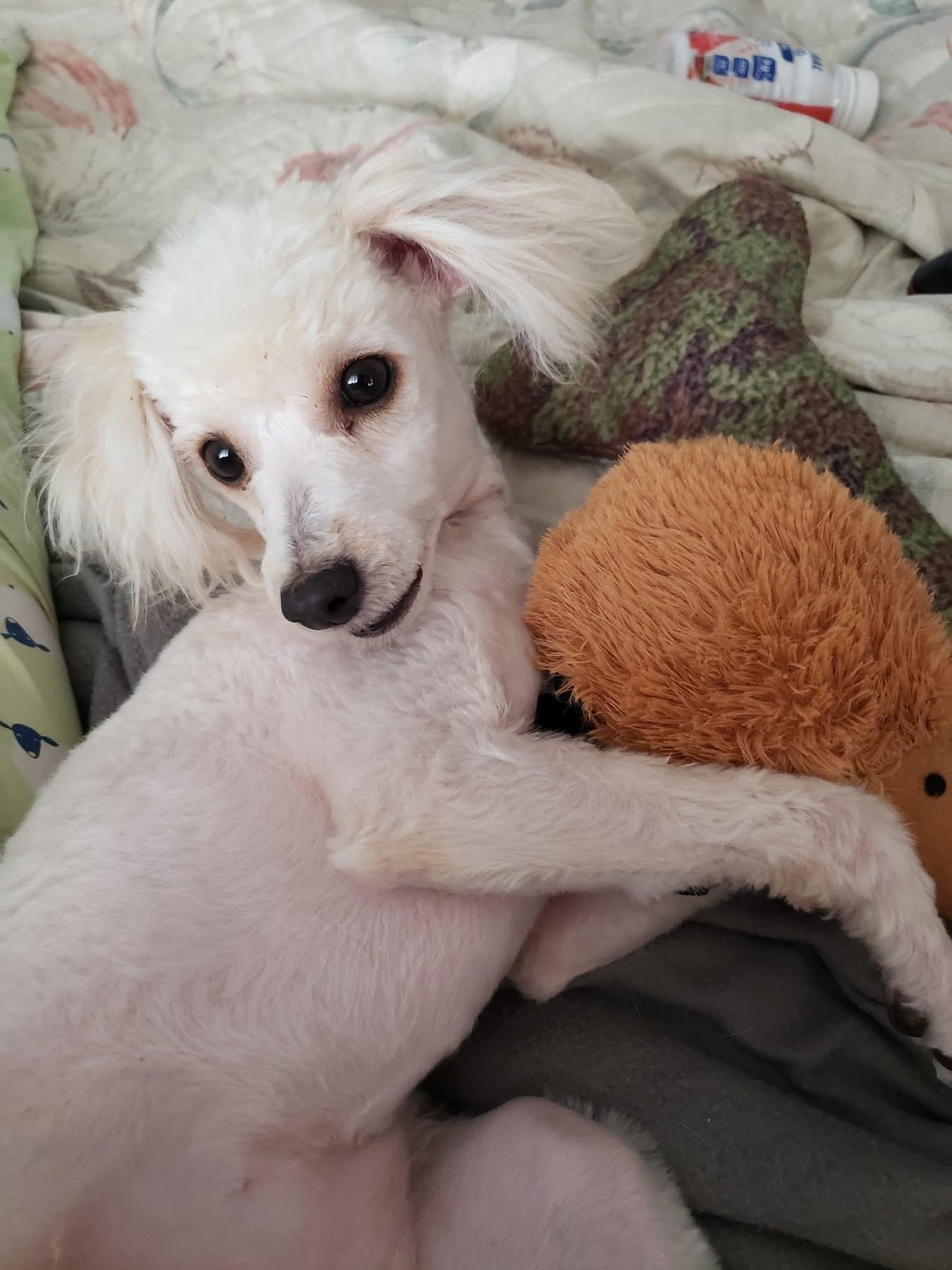 Baybi, adopted, Young Female Miniature Poodle.