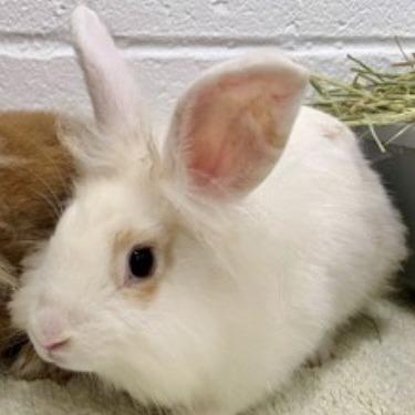 Enlarge Isabella, a Adoptable Lionhead in Baltimore, MD image 1/1