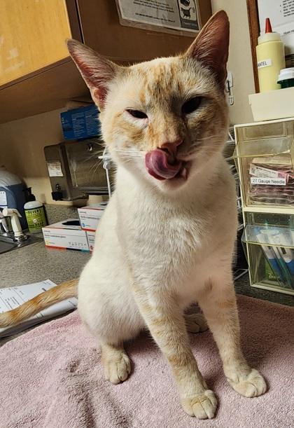 Enlarge Deniz, an adopted mixed breed in Bellingham, WA image 4/4