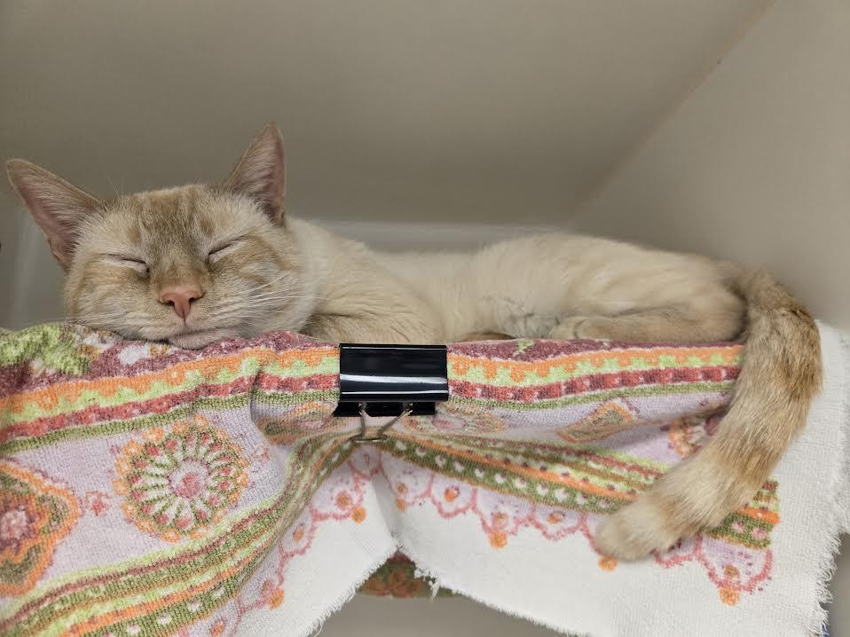 Enlarge Deniz, an adopted mixed breed in Bellingham, WA image 2/4