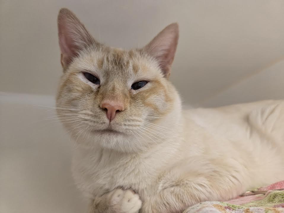 Enlarge Deniz, an adopted mixed breed in Bellingham, WA image 3/4