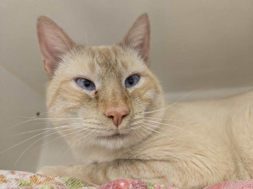 Enlarge Deniz, an adopted mixed breed in Bellingham, WA image 1/4