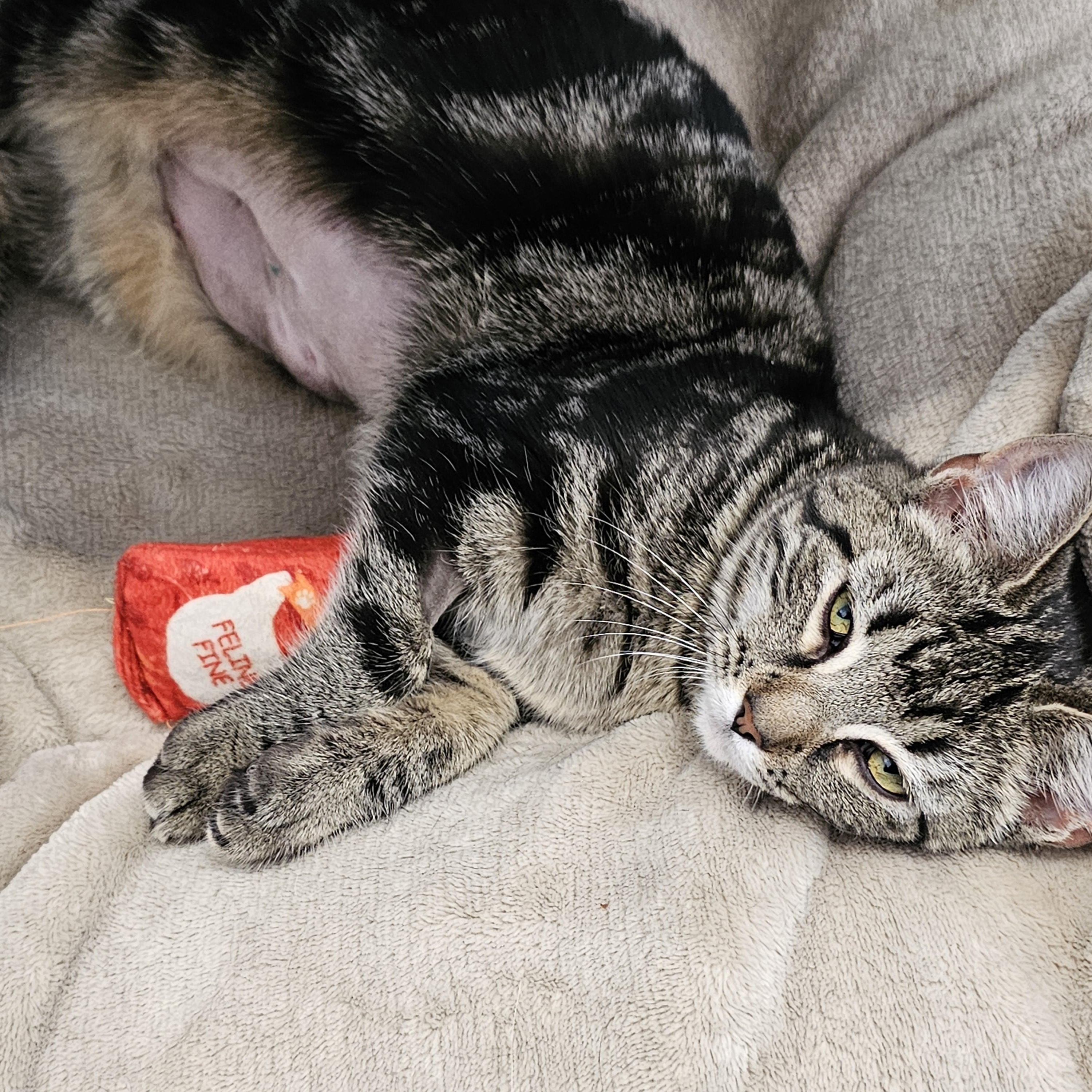 Enlarge Twinkle, an adopted Domestic Short Hair in Waynesville, NC image 2/3