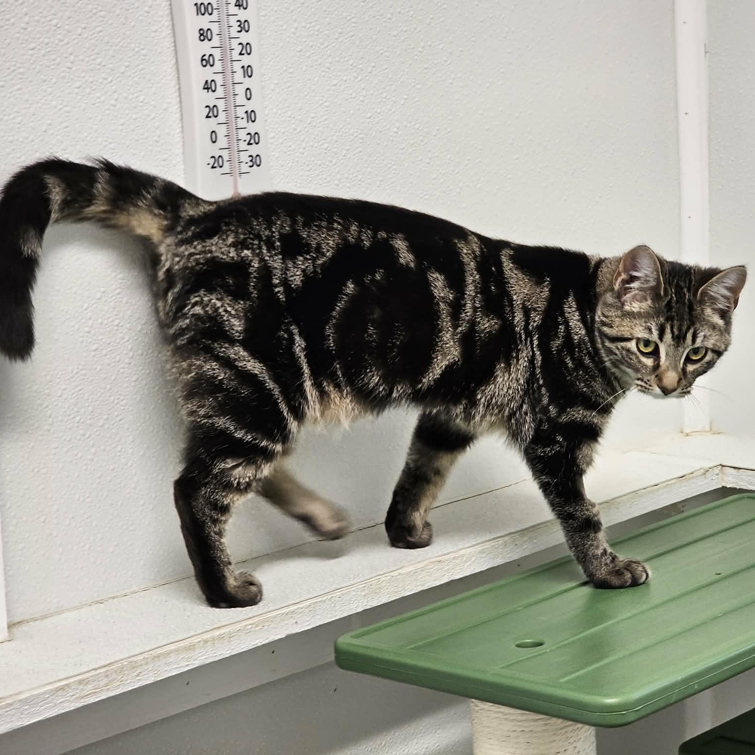 Enlarge Twinkle, an adopted Domestic Short Hair in Waynesville, NC image 1/3