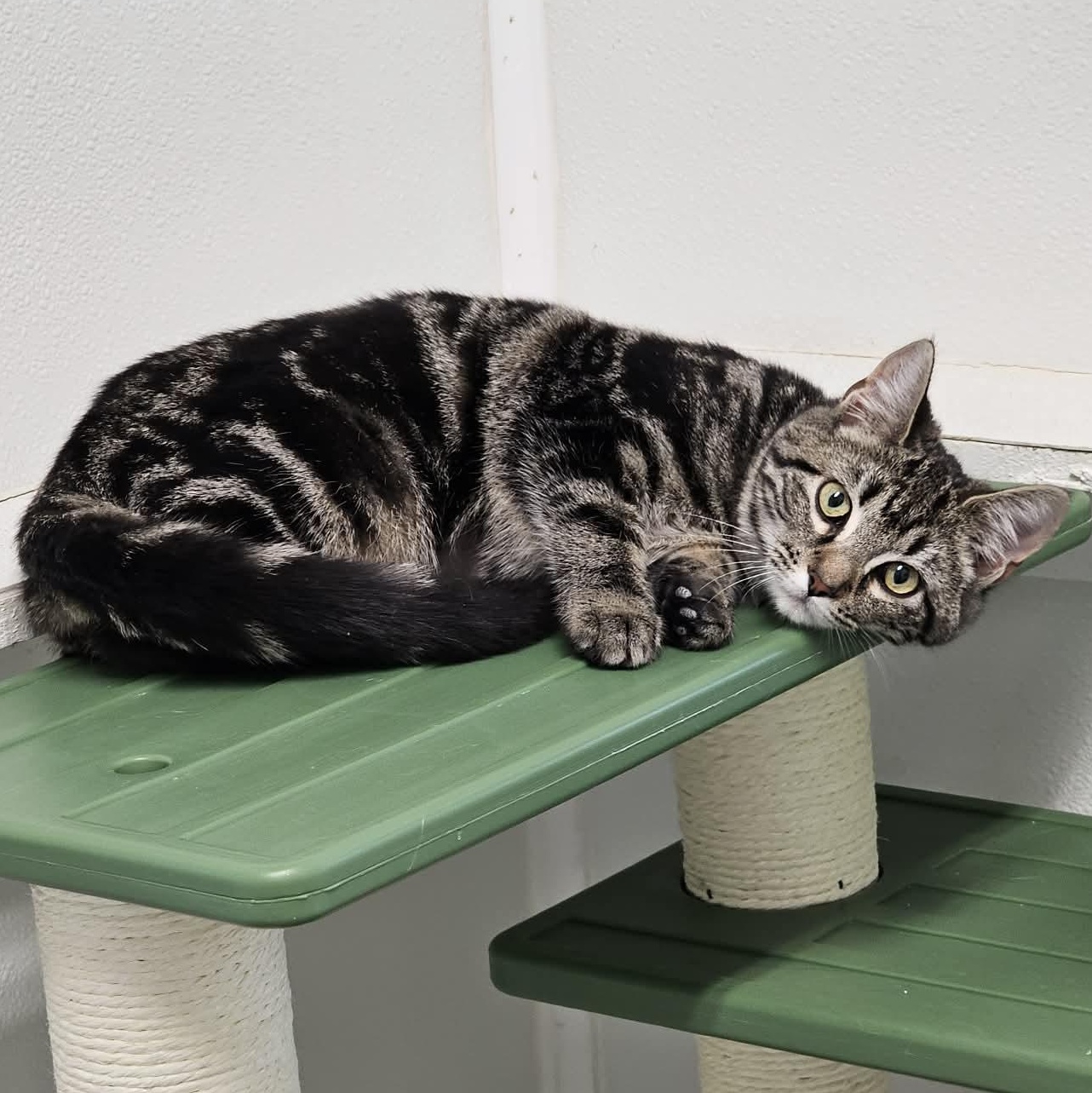 Enlarge Twinkle, an adopted Domestic Short Hair in Waynesville, NC image 3/3