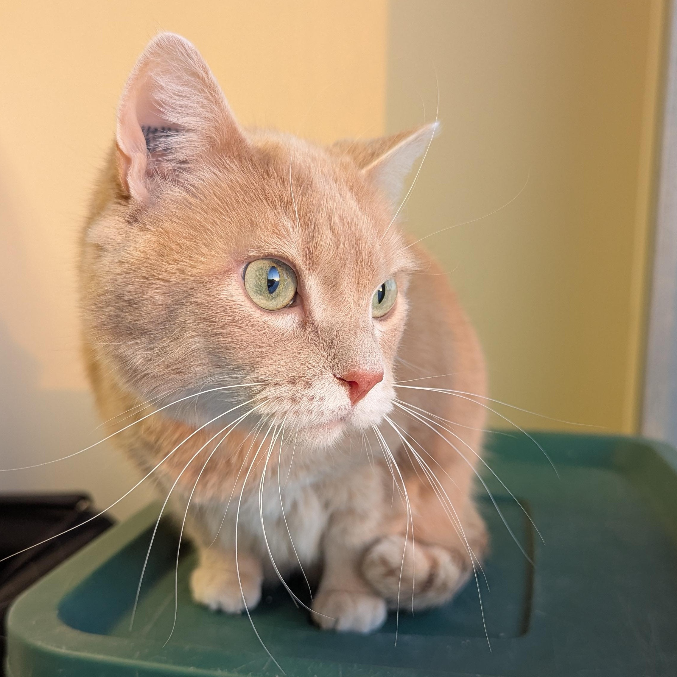 Enlarge Nugget, a ADOPTABLE Domestic Short Hair in Morden, MB image 3/5