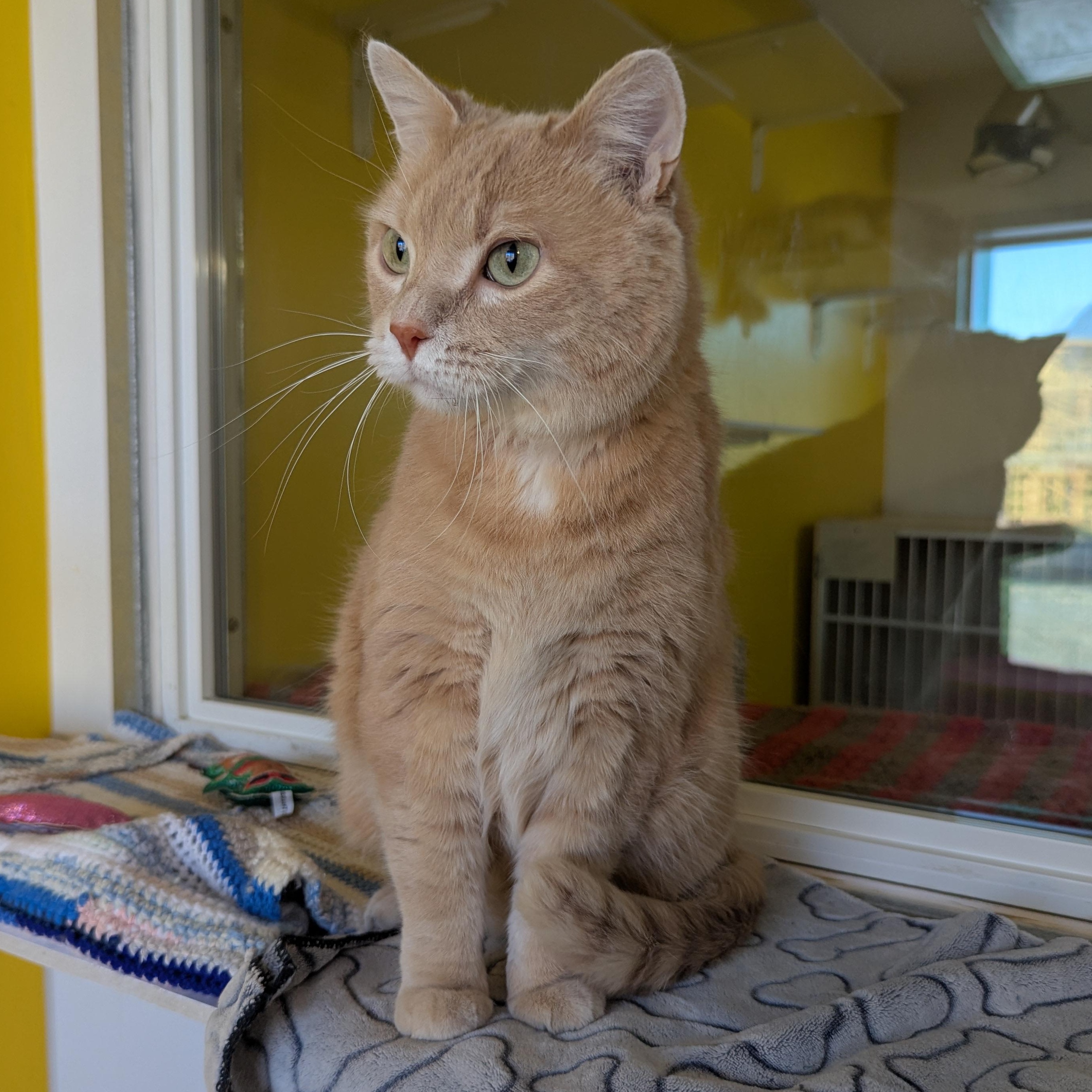 Enlarge Nugget, a ADOPTABLE Domestic Short Hair in Morden, MB image 4/5