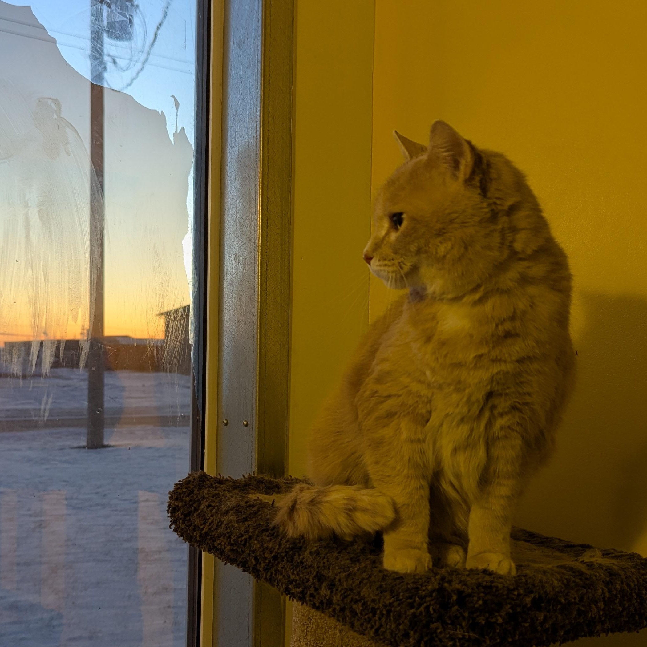 Enlarge Nugget, a ADOPTABLE Domestic Short Hair in Morden, MB image 5/5