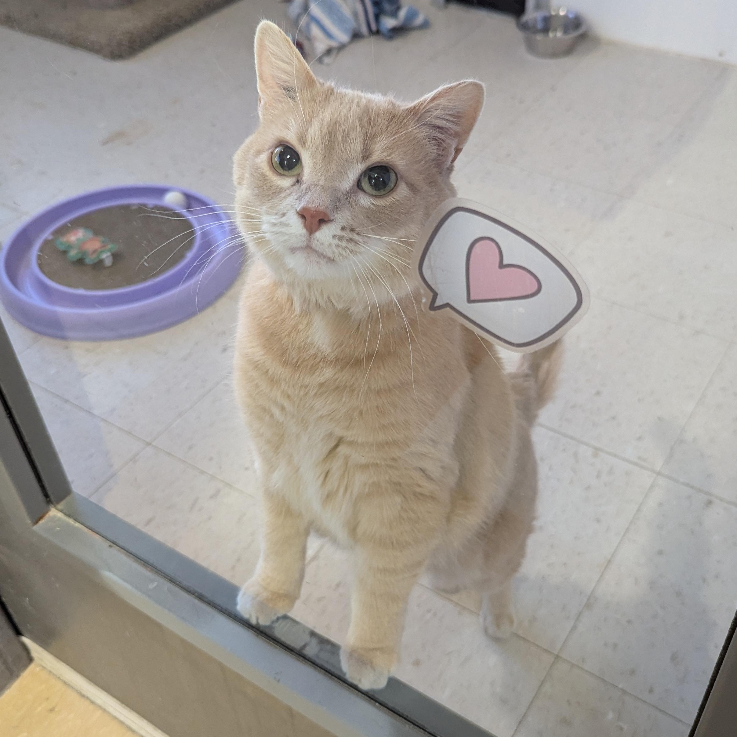 Nugget, ADOPTABLE, Adult Male Domestic Short Hair.