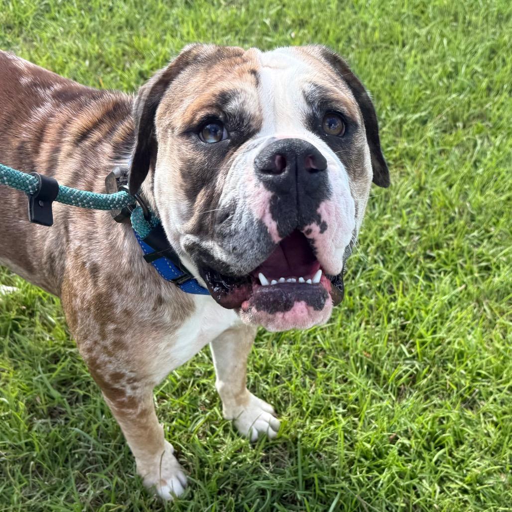 Enlarge Lola, a Adoptable mixed breed in Daphne, AL image 2/6