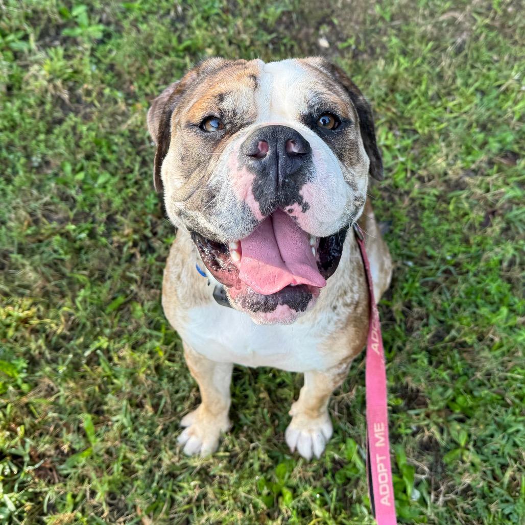 Enlarge Lola, a Adoptable mixed breed in Daphne, AL image 3/6