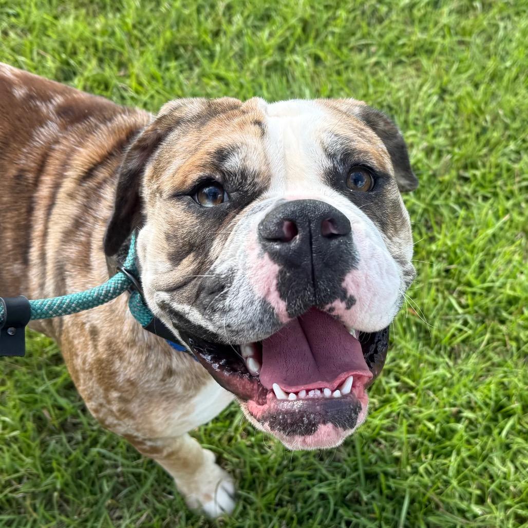 Enlarge Lola, a Adoptable mixed breed in Daphne, AL image 4/6
