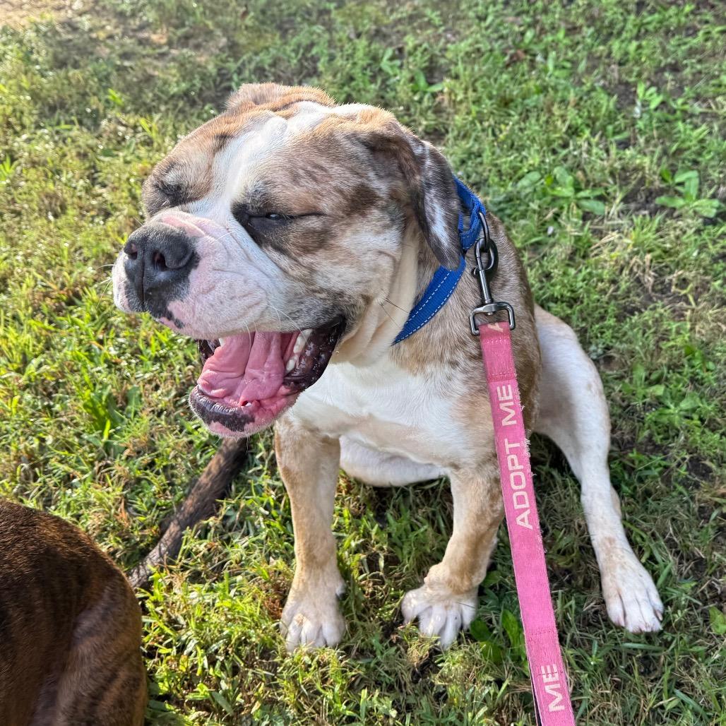 Enlarge Lola, a Adoptable mixed breed in Daphne, AL image 5/6