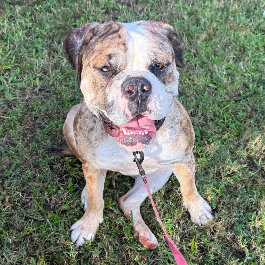 Enlarge Lola, a Adoptable mixed breed in Daphne, AL image 6/6