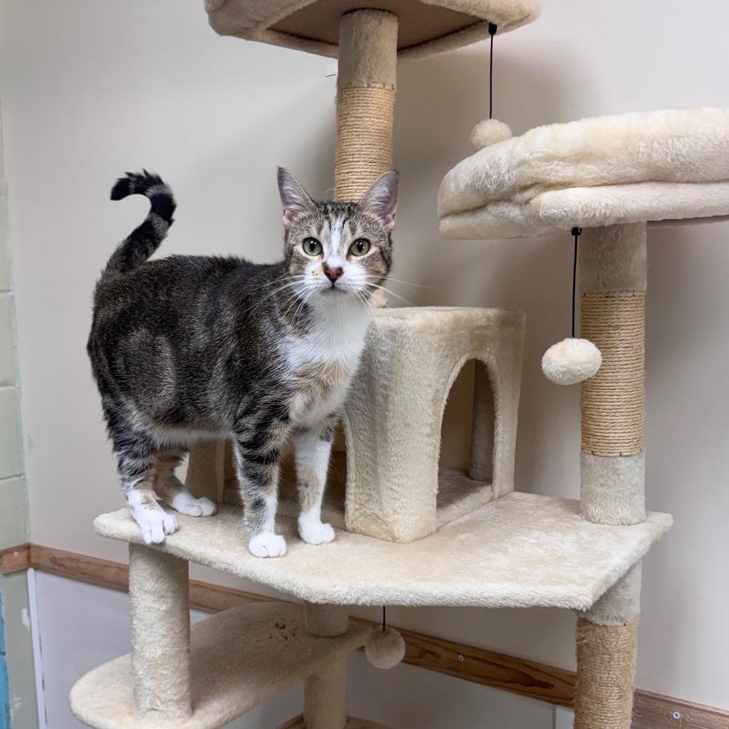 Enlarge Heaven 28241, a Adoptable Domestic Short Hair in Middleburg, FL image 1/6