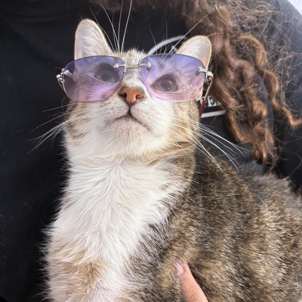Enlarge Heaven 28241, a Adoptable Domestic Short Hair in Middleburg, FL image 2/6