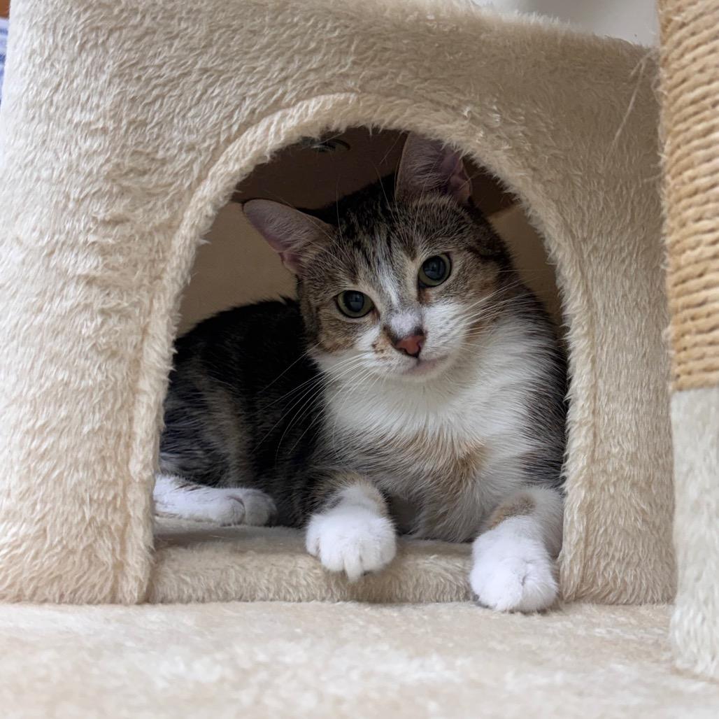 Enlarge Heaven 28241, a Adoptable Domestic Short Hair in Middleburg, FL image 3/6