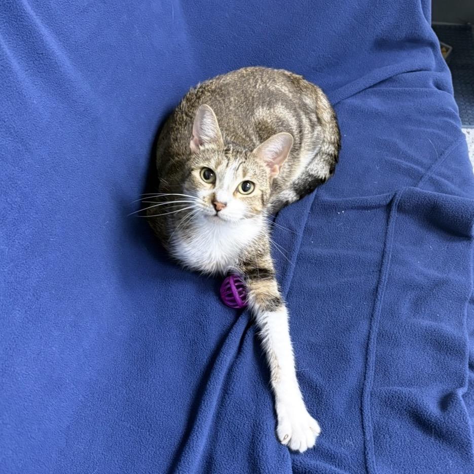 Heaven 28241, Adoptable, Adult Female Domestic Short Hair.