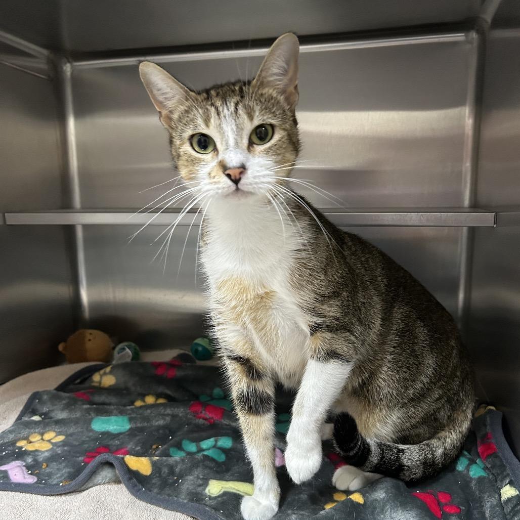 Enlarge Heaven 28241, a Adoptable Domestic Short Hair in Middleburg, FL image 2/3