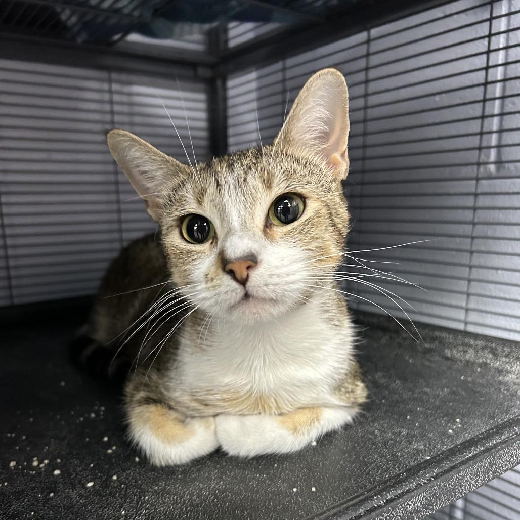 Enlarge Heaven 28241, a Adoptable Domestic Short Hair in Middleburg, FL image 3/3
