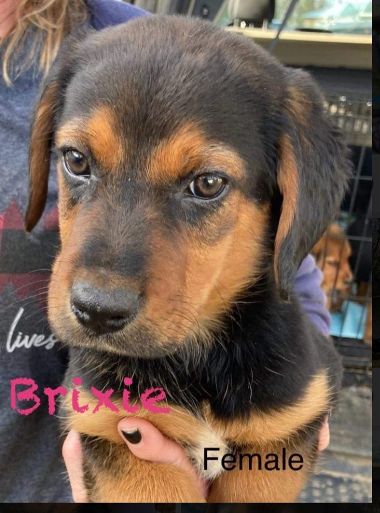 Brixie