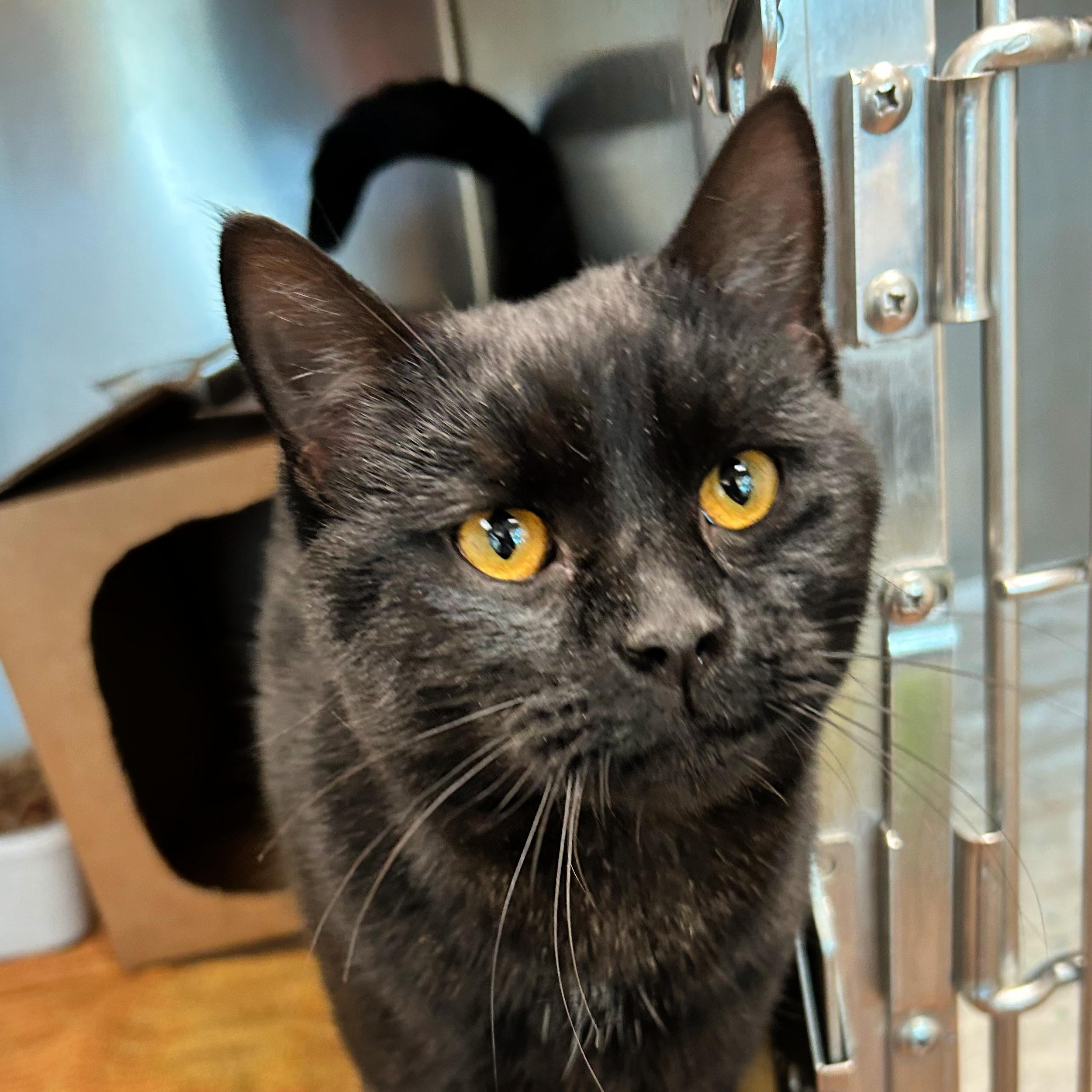 Jingle, ADOPTABLE, Adult Male Domestic Short Hair.