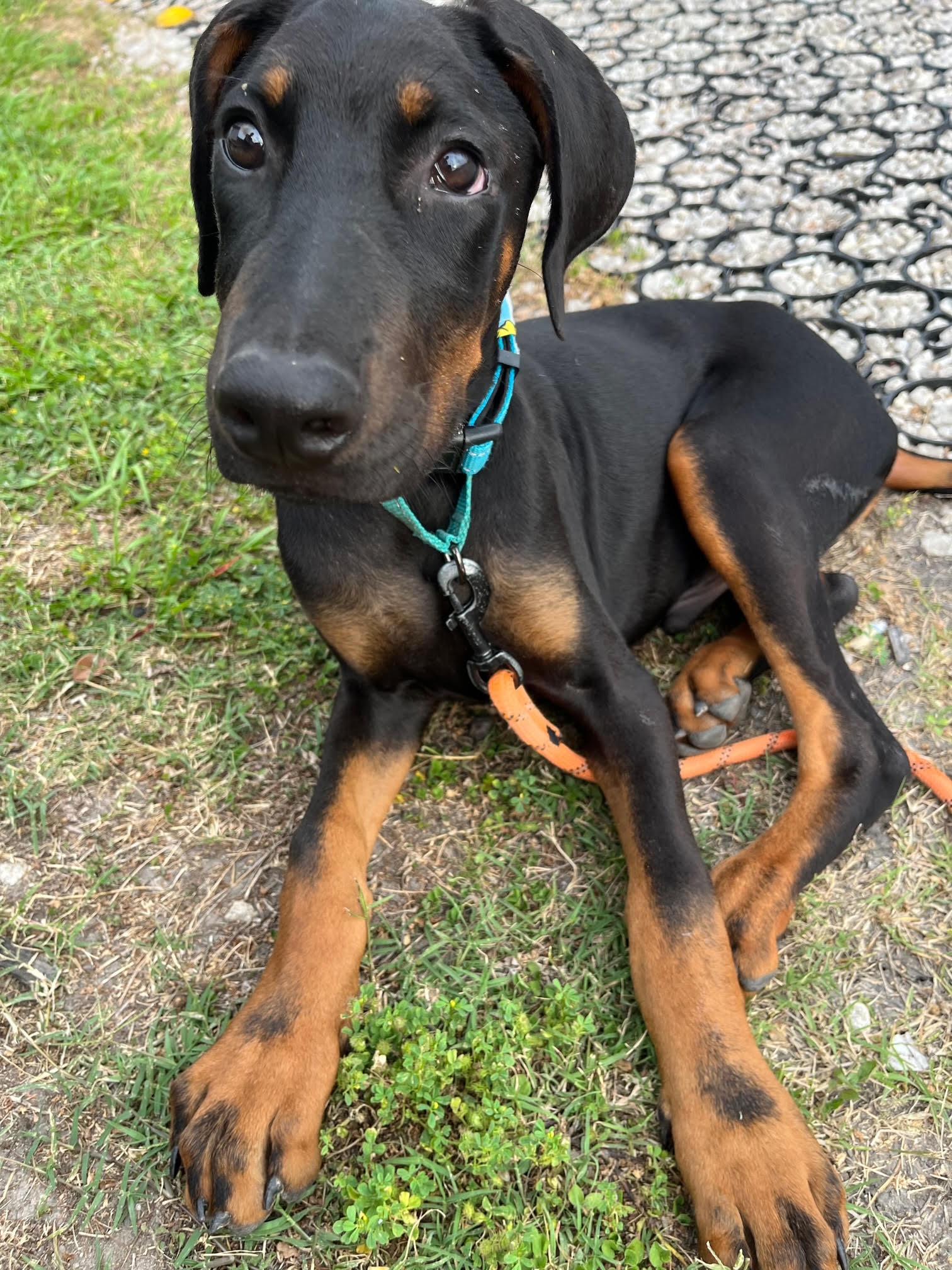 Enlarge Danny Norman Narwhal, a Adopted Doberman Pinscher in Portage, MI image 4/5