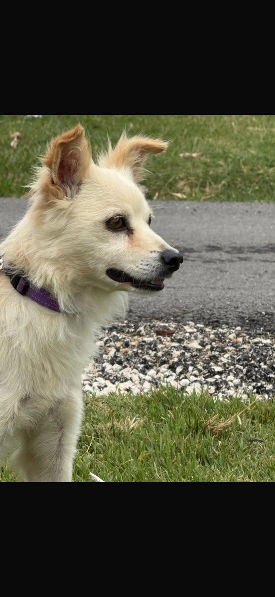 TINO (FOSTER OR FOSTER TO ADOPT), a ADOPTABLE mixed breed in Ajax, ON image 4/4