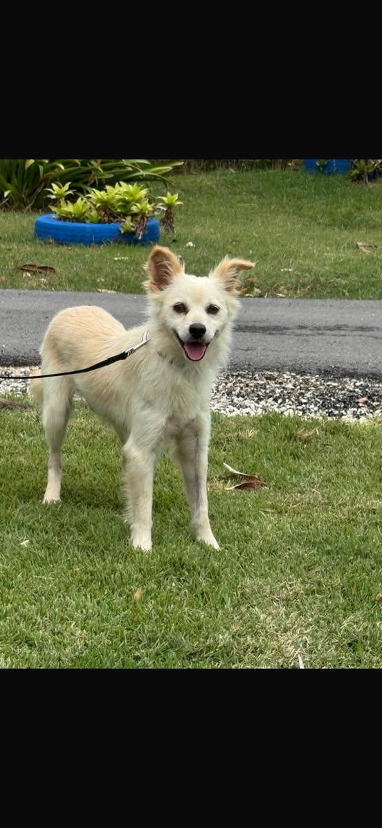 TINO (FOSTER OR FOSTER TO ADOPT), a ADOPTABLE mixed breed in Ajax, ON image 1/4