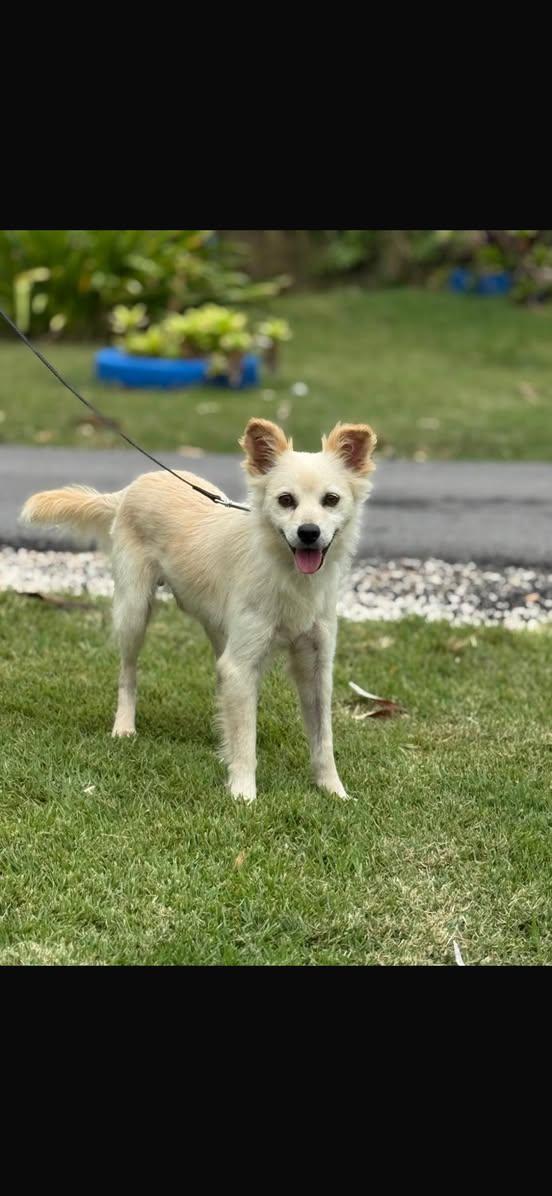 TINO (FOSTER OR FOSTER TO ADOPT), a ADOPTABLE mixed breed in Ajax, ON image 3/4