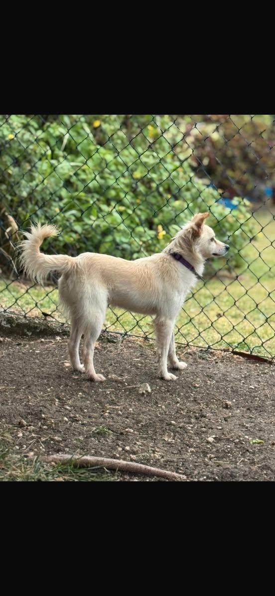 TINO (FOSTER OR FOSTER TO ADOPT), a ADOPTABLE mixed breed in Ajax, ON image 2/4
