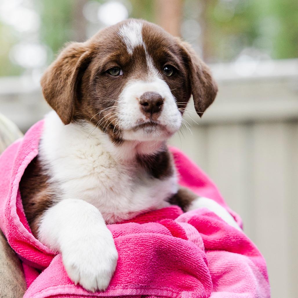 Sailor Jupiter, Adoptable, Puppy Male Australian Shepherd & Border Collie.
