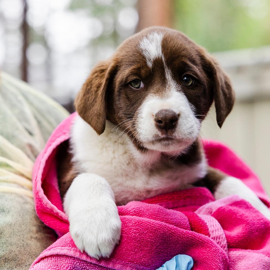 Sailor Jupiter, a Adoptable mixed breed in Incline Village, NV image 2/3