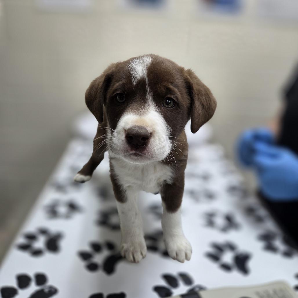 Sailor Jupiter, a Adoptable mixed breed in Incline Village, NV image 3/3