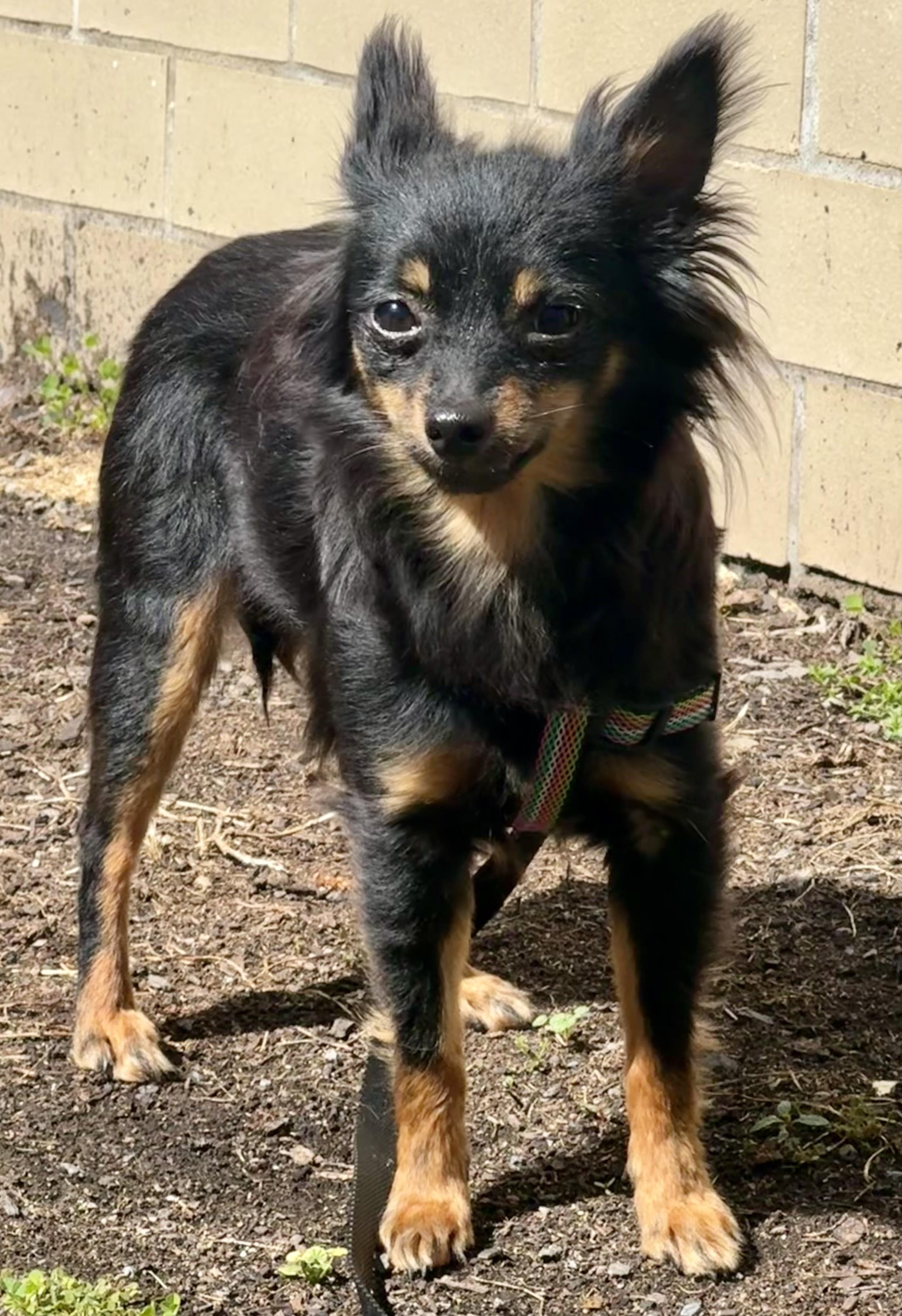 Enlarge Minnie, an adoptable mixed breed in Ontario, NY image 6/6