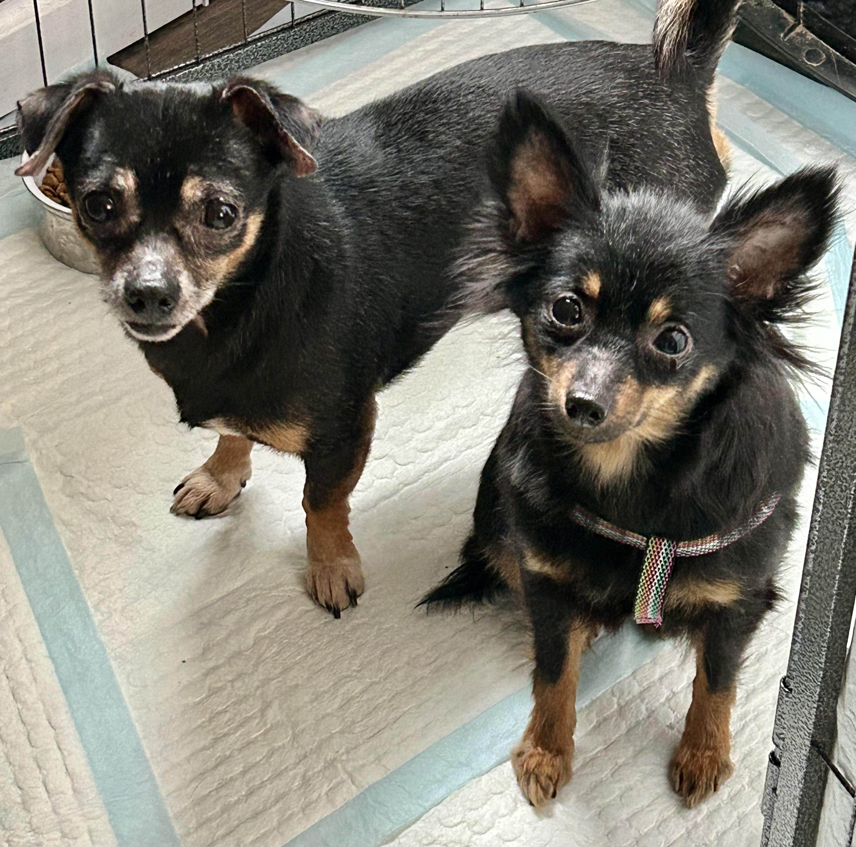 Enlarge Minnie, an adoptable mixed breed in Ontario, NY image 5/5