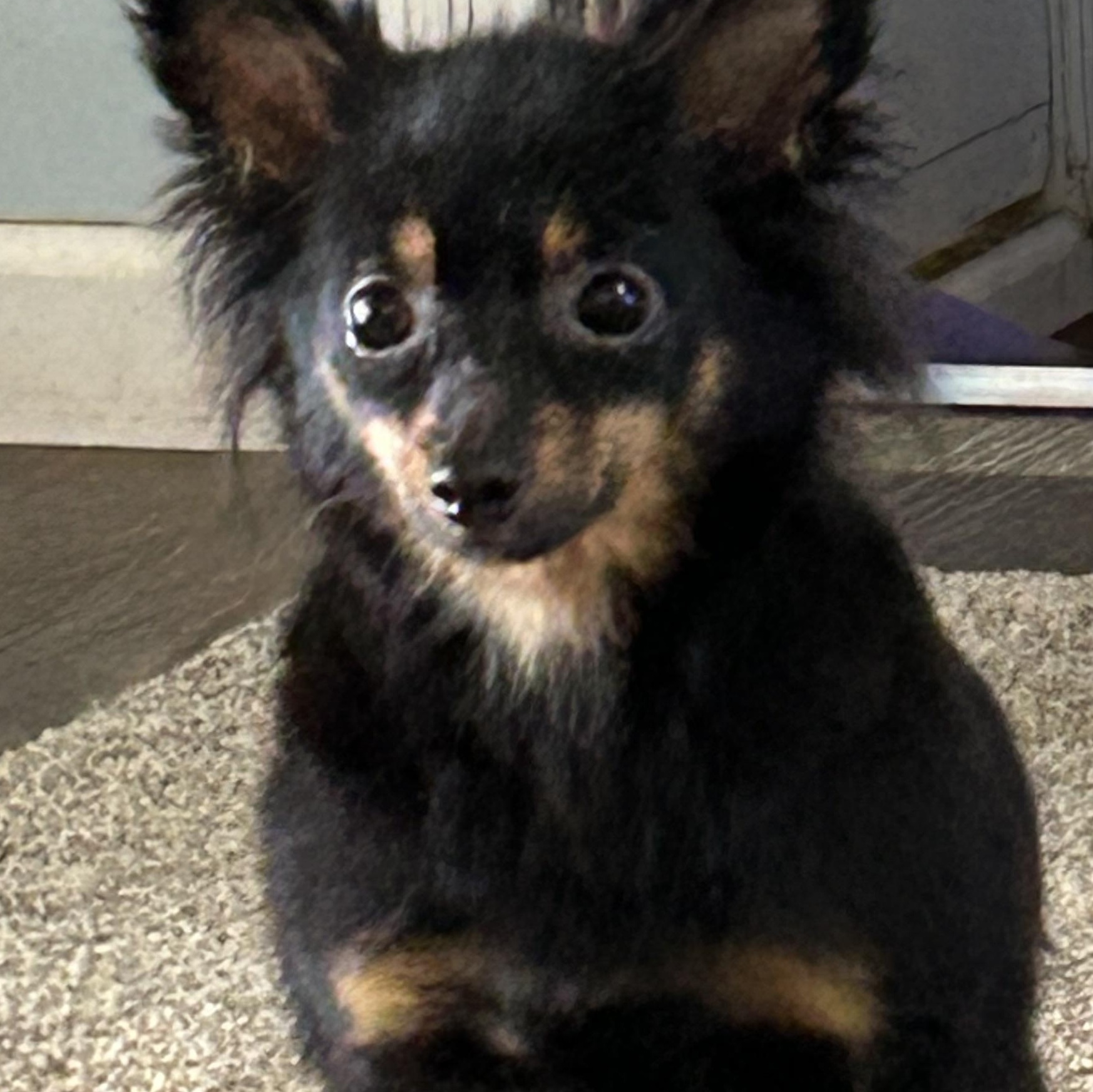 Minnie, adoptable, Adult Female Chihuahua.