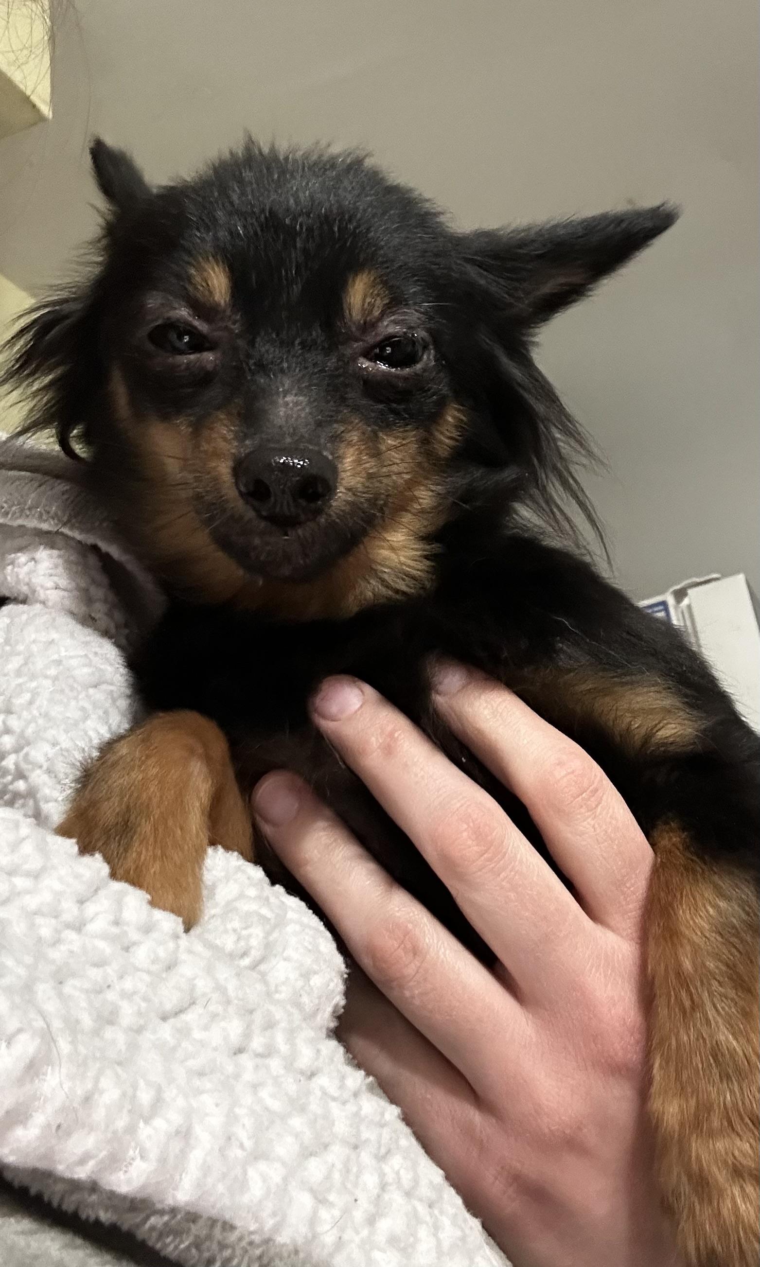 Enlarge Minnie, an adoptable mixed breed in Ontario, NY image 2/5