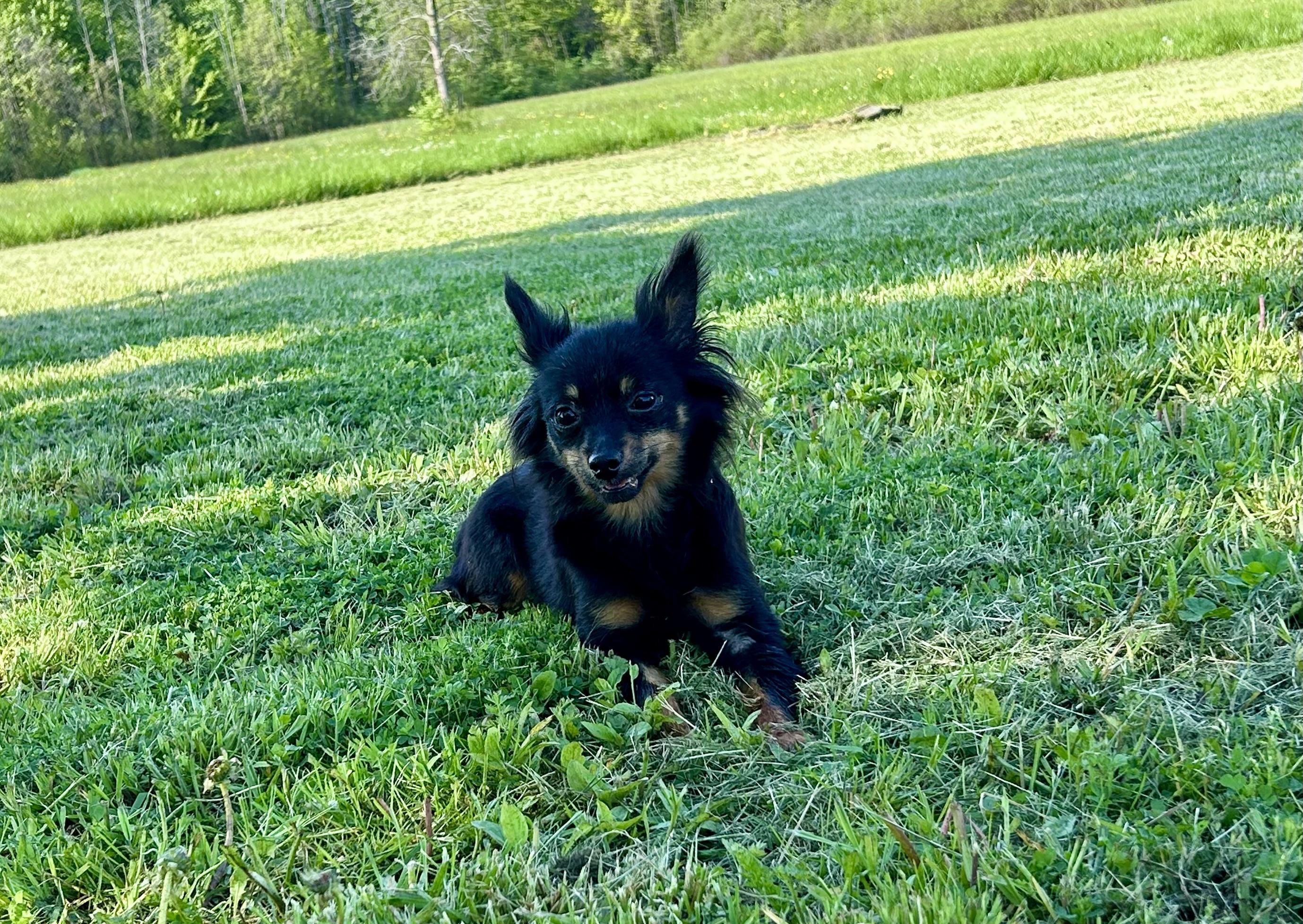 Minnie, an adoptable mixed breed in Ontario, NY image 5/5